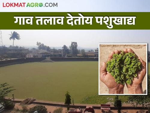 What are you saying.. farmer Green gold azolla is floating in the village lake | काय सांगताय.. गावतलावात तरंगतंय शेतकऱ्यांचं हिरवं सोनं