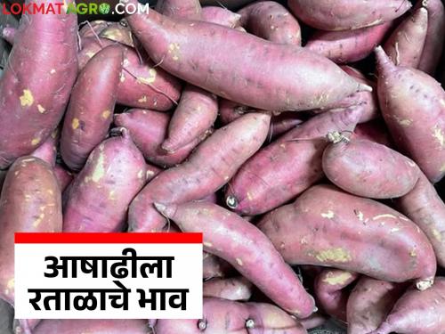 Sweet potato arrivals begin on the occasion of Ashadhi Ekadashi; How are you getting the price? | आषाढी एकादशी निमित्ताने रताळ्याची आवक सुरू; कसा मिळतोय दर?