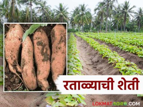 Sweet Potato farming : Longgaon has become a hotbed for sweet potato crop; This year 90 percent of farmers are inclined towards cultivation | Sweet Potato farming : लोणगाव बनले रताळे पिकाचे आगार; यंदा ९० टक्के शेतकऱ्यांचा लागवडीकडे कल