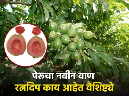 Guava variety patent by Krishi Vigyan Kendra, Baramati | कृषि विज्ञान केंद्र, बारामती यांच्या पेरू वाणाला पेटंट मिळाले