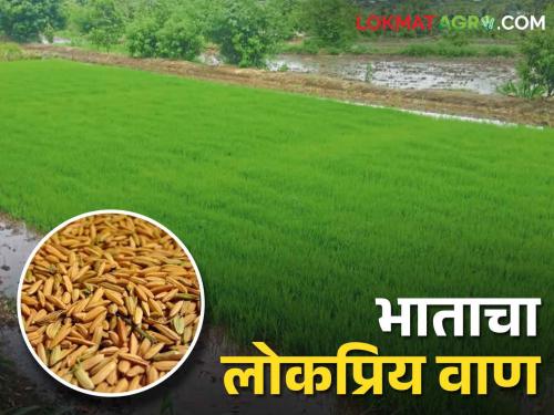 Paddy Variety Sales of 150 tones of paddy seeds developed by Konkan Krushi Vidaypeeth; What is the features of Variety? | Paddy Variety कोकण कृषी विद्यापीठ विकसित या भात बियाण्याची तब्बल १५० टन विक्री; काय आहेत याची वैशिष्ट्ये