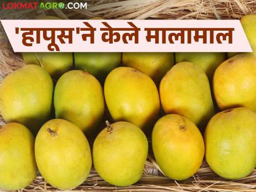 Mango Export: Hapus has the highest demand for mango export this year at 25 thousand tons | Mango Export : यंदा आंब्याची निर्यात २५ हजार टनांवर हापूसला सर्वाधिक मागणी