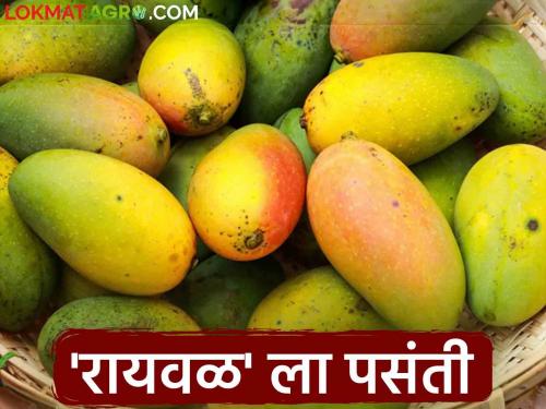 'Raywal' mangoes are getting 'Hapus' rate | Raywal Amba Market 'रायवळ' आंब्याला मिळतोय 'हापूस'चा दर