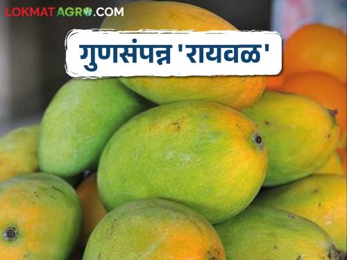 Raywal mango This characteristic mango is disappearing | Raywal Mango गुणवैशिष्ट्यांनी नटलेला हा आंबा होतोय गायब