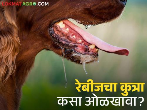 How to identify a dog with rabies? What are the symptoms? Learn in detail | रेबीज झालेला कुत्रा कसा ओळखावा? कशी असतात लक्षणे? जाणून घ्या सविस्तर