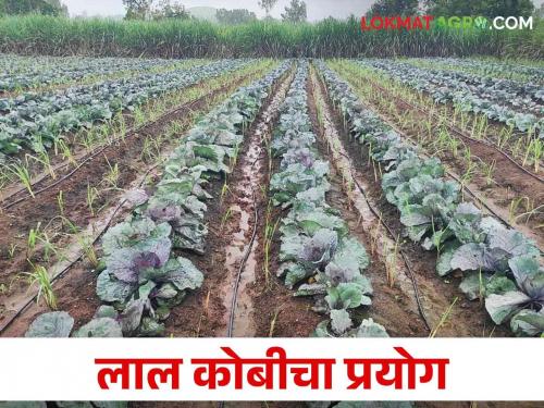 Abhijit Patil from Biur cultivate the red cabbage farm expecting 200 quintals per acre | बिऊरच्या अभिजित पाटीलांनी फुलवली लाल कोबीची शेती एकरी २०० क्विंटलची अपेक्षा