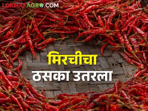 Red pepper became cheap, now make good chilli powder; How is the market price? | लाल मिरची झाली स्वस्त आता तिखट होईल मस्त; कसा मिळतोय बाजारभाव
