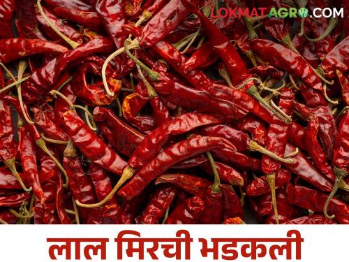 Red chilli broke the record for the highest price at Nandurbar's famous chilli market | नंदुरबारच्या प्रसिद्ध मिरची मार्केटमध्ये लाल मिरचीने सर्वाधिक भावाचा रेकॉर्ड तोडला