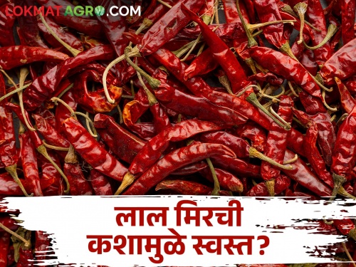 red dry chilli market fall down; increase percentage of making chilli powder | लाल मिरचीचा ठसका उतरल्याने तिखट बनवण्याची लगबग