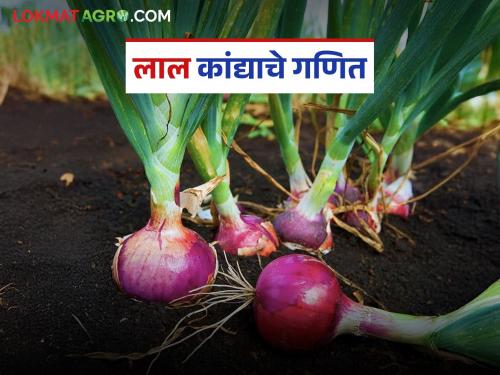 latest news Kanda Lagwad: What is the economic calculation of red onion cultivation? Find out in detail | Kanda Lagwad : लाल कांदा लागवडीचे आर्थिक गणित आहे तरी काय? जाणून घ्या सविस्तर