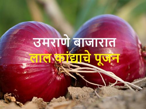 Red onion introduced in Umrane apmc; know Today's onion market prices in Lasalgaon-Vinchur | मालेगावमध्ये लाल कांदा दाखल; लासलगाव-विंचूरसह आजचे कांदा बाजारभाव असे आहेत