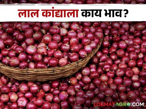 Latest News todays Summer and red onion market price in maharashtra market yards | Onion Market : लाल-उन्हाळ कांद्याला सरासरी काय दर मिळाला? वाचा सविस्तर बाजारभाव