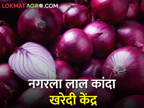 A red onion buying center will be started in the Ahmednagar | नगरला सुरू होणार लाल कांदा खरेदी केंद्र