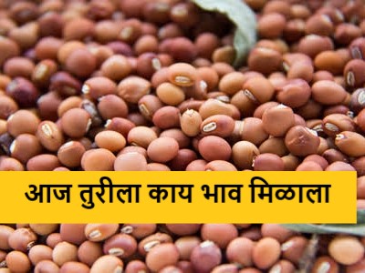 Latest news todays average price of arrivals of red-white turi during Holi | होळीला लाल-पांढऱ्या तुरीची आवक, सरासरी भाव काय मिळाला? 