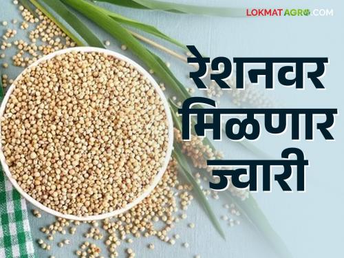 Latest News Agriculture News Now sorghum will also be available from the ration shop, see details | Agriculture News : आता रेशन दुकानातून ज्वारीही मिळणार, कोण अपात्र, कुणाला मिळणार लाभ? 