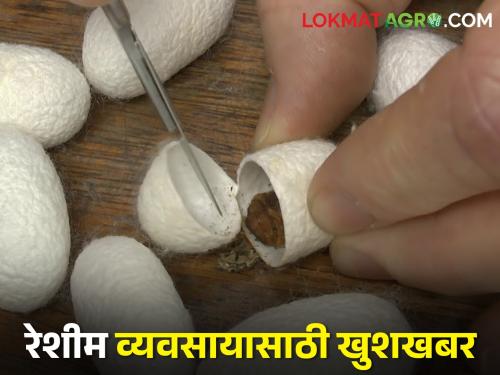 Increase in procurement rate of silk cocoon for production of mulberry silk seed required | रेशीम अंडीपुंज निर्मितीकरिता आवश्यक तुती रेशीम बीज कोषाच्या खरेदी दरात वाढ