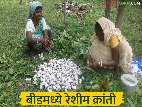 latest news Reshim Market: Beed's sting in silk cocoon sales; Turnover of crores in a week Read in detail | Reshim Market : रेशीम कोष विक्रीत बीडचा डंका; एका आठवड्यात कोट्यवधींची उलाढाल वाचा सविस्तर