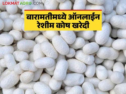 Reshim Bajar Bhav : Online purchase of silk in Baramati Agricultural Produce Market Committee; How did you get the rate? | Reshim Bajar Bhav : बारामती कृषी उत्पन्न बाजार समितीमध्ये रेशीम कोषांची ऑनलाईन खरेदी; कसा मिळाला दर