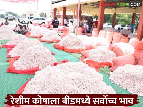 latest news Reshim Market: Beed's silk market is a flag in the country; Record silk fund purchase Read in detail | Reshim Market : बीडच्या रेशीम बाजाराचा देशात झेंडा; विक्रमी रेशीम कोष खरेदी वाचा सविस्तर