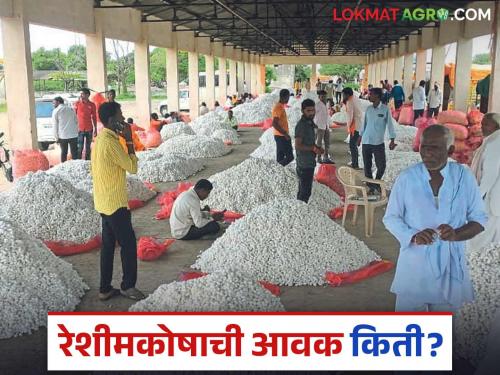 Silkworm Market: Arrival of 'so many' kilos of silkworms in a single day in Beed Read in detail | Silkworm Market: बीडमध्ये एकाच दिवशी 'इतक्या' किलो रेशीमकोषाची आवक वाचा सविस्तर