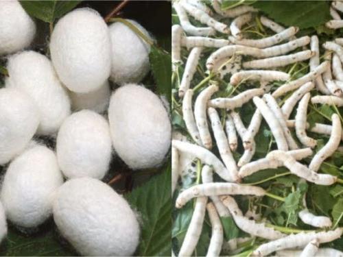 Sericulture Farming : This year sericulture increased ; Mulberry bloomed in the field ! | Sericulture Farming : यंदा रेशीम शेतीला मिळाली गती ; शेतात बहरली तुती !