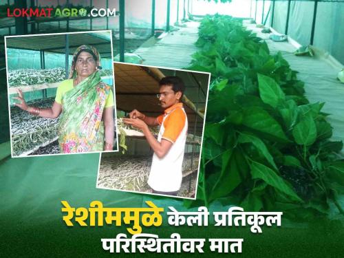 sericulture success story: Highly educated youth of Marathwada took up sericulture; Farming on a quarter of an acre gave an income of lakhs | sericulture success story : मराठवाड्यातील उच्चशिक्षित तरूणांनी धरली रेशीम शेतीची कास ; सव्वा एकरावरील शेतीने दिले लाखोंचे उत्पन्न