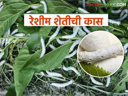 latest news Sericulture Farming: Revolution in the agricultural industry: Prosperity for farmers through mulberry cultivation! Read in detail | Sericulture Farming: कृषी उद्योगात क्रांती: तुती लागवडीच्या माध्यमातून शेतकऱ्यांना समृद्धी! वाचा सविस्तर