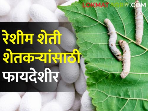 Latest News Five reasons for increasing trend of farmers towards sericulture farming | Sericulture Farming : रेशीम शेतीकडे शेतकऱ्यांचा कल वाढण्याची 'ही' पाच कारणे? वाचा सविस्तर 