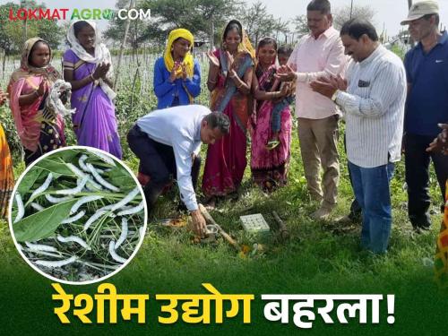 Latest News Agriculture News Silk farming Nashik Silk industry of tribal women self-help group | Agriculture News : नाशिकमध्ये रेशीम शेती बहरतेय! आदिवासी महिला बचत गटाचा रेशीम उद्योग