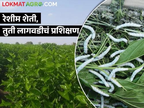 Latest news Agriculture Department's appeal for sericulture, mulberry cultivation training | रेशीम शेती, तुती लागवडीचं प्रशिक्षण घ्यायचंय, इथं अर्ज करा 