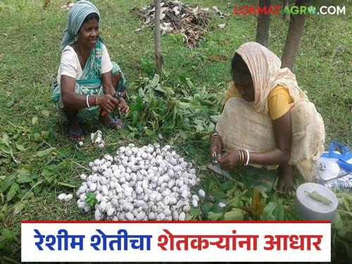 latest news Sericulture Farming: New strength for sericulture in Dharashiv district Read in detail | Sericulture Farming: रेशीम शेतीला धाराशिव जिल्ह्यात नवे बळ वाचा सविस्तर