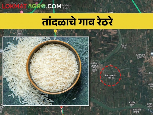Rethare Village's Rice Varieties Become International 'Brand' | 'रेठरे' गावाचा तांदूळ वाण बनला आंतरराष्ट्रीय ब्रँड