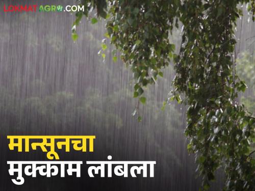 Maharashtra Rain : Monsoon delayed; Heavy rain likely again in 'this' area of the state for the next three days | Maharashtra Rain : मान्सून लांबला; राज्यात पुढील तीन दिवस 'या' भागात पुन्हा मुसळधार पावसाची शक्यता