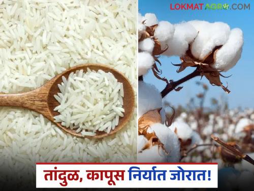 latest news Rice Export: Bhandara-Gadchiroli rice popular abroad; Exports record growth Read in detail | Rice Export : भंडारा-गडचिरोलीचा तांदूळ परदेशात लोकप्रिय; निर्यातीला विक्रमी वाढ वाचा सविस्तर