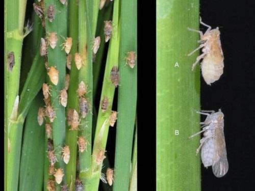 rice paste Brown planthopper becomes more active in climate change | हवामान बदलामुळे भातावरील तुडतुडे करतात जास्त नुकसान