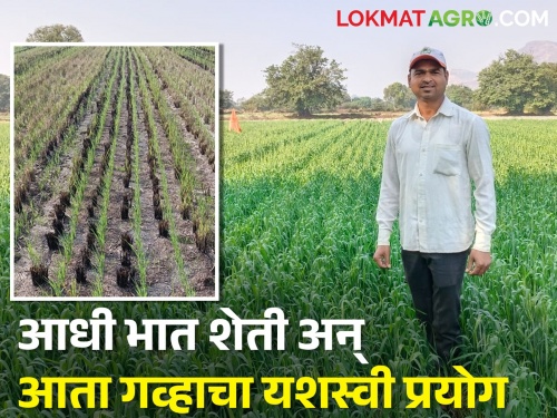 Latest News SRT method of paddy cultivation and now wheat cultivation in igatpuri | आधी भात शेती अन् आता गव्हाचा यशस्वी प्रयोग, नेमकं काय केलंय पहा!