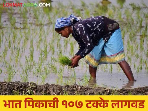 Latest news Rice Cultivation Plantation of rice crop on 93 thousand hectares in Nashik district | Rice Cultivation : भात पिकाची 93 हजार हेक्टरवर लागवड, ज्वारी, बाजरी लागवड घटली!