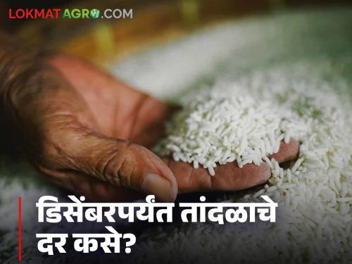Latest news Tandul Market see current rice prices, how will they be in December Read in detail | Tandul Market : सध्या तांदळाचे दर काय आहेत, डिसेंबरमध्ये कसे राहतील? वाचा सविस्तर 