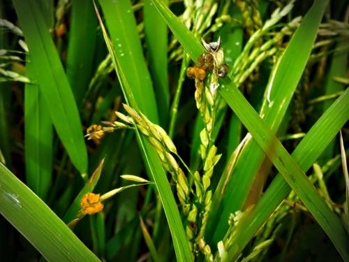 Protection of rice crop from pests and diseases | भात पिकाचे कीड व रोगांपासून संरक्षण
