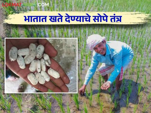 This is a simple technique of fertilizer application in rice crop, read in detail | भात पिकात खतं देण्याचं हे आहे सोपे तंत्र वाचा सविस्तर