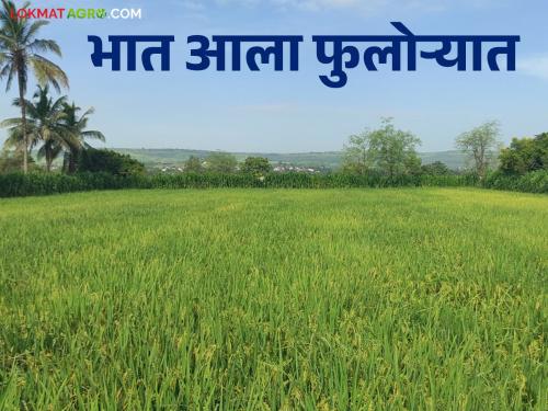 As the paddy crop in flowering this season production is expected to increase | भात पीक फुलोऱ्यात यंदा उत्पादनात वाढीची अपेक्षा