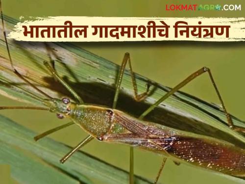 Bhat Gadmashi : Identification and control of Gundhi bugs pest in rice crop | Bhat Gadmashi : भात पिकातील गादमाशीची ओळख व नियंत्रण