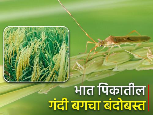 Management of the stink bug pest in rice crop | भात पिकातील गंदी बग किडीचे व्यवस्थापन