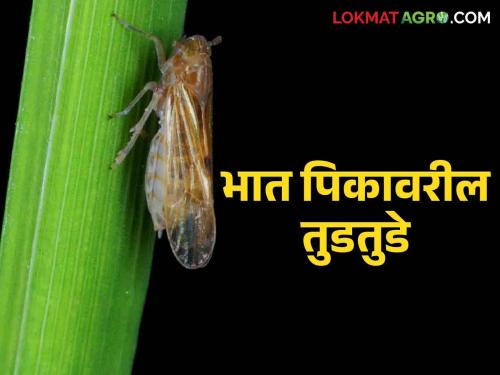 How to control the increasing infestation of this hopper pest of rice field in dried condition | भात खाचरे वाळली ह्या किडीचा वाढतोय प्रादुर्भाव कसे कराल नियंत्रण