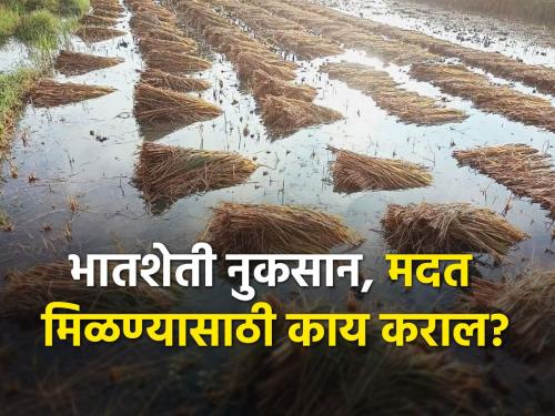 Damage to rice fields; Inform the insurance company within 72 hours | भातशेतीचे नुकसान; ७२ तासाच्या आत विमा कंपनीला कळवा