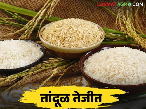 Tandul Bajar Bhav : Export restrictions on rice eased, rates hiked.. Read more | Tandul Bajar Bhav : तांदळावरील निर्यात निर्बंध शिथिल दर वाढले.. वाचा सविस्तर