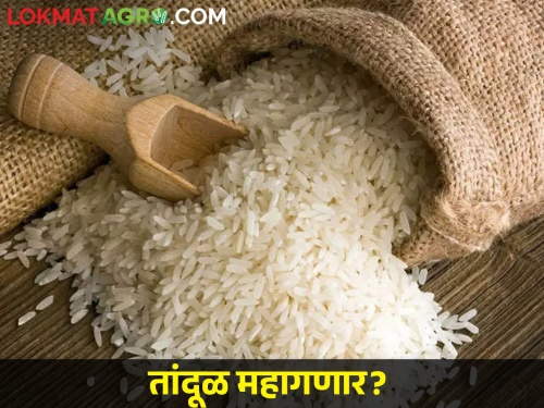Increased sweetness of kolam, basmati, ambemohor; How is the market price of rice? | कोलम, बासमती, आंबेमोहोरची वाढली गोडी; कसा आहे तांदळाचा बाजारभाव