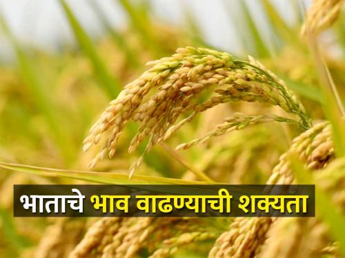 New rice market at two thousand | नवीन भात दोन हजारावर