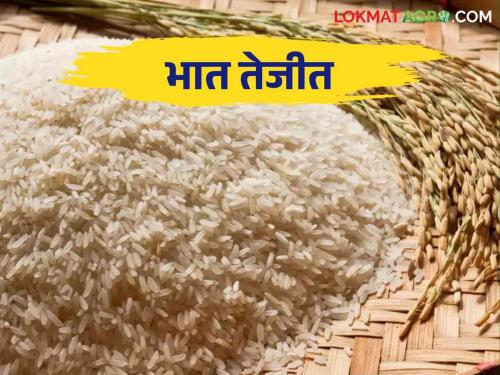 Rice Market: The arrival of paddy is less and the highest price is being fetched | Rice Market : भाताची आवक झाली कमी मिळतोय सर्वाधिक भाव