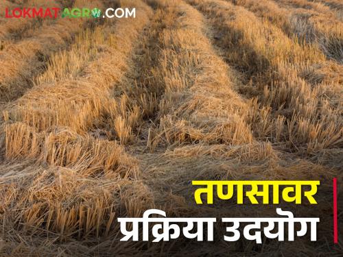 Latest News Financial benefit to farmers if processing industry starts on rice paddy | वर्षाला 34 लाख मेट्रिक टन तणसाचे उत्पादन, मात्र शेतकऱ्यांच्या हितासाठी प्रक्रिया उद्योग गरजेचा